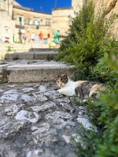 マテーラの猫。じっとしてくれて癒される