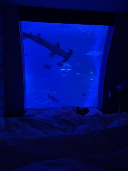 夜のハンマーヘッドシャーク。息子は窓際にベッドを作って、ずっと楽しんでいました