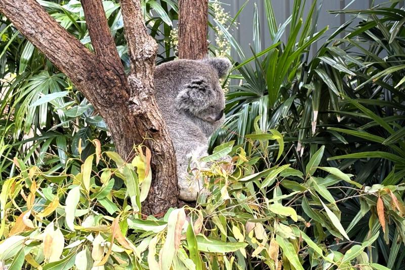 （コアラの写真撮影ができる）コアラエンカウンターで撮影した写真。ハミルトンアイランド ワイルドライフにて