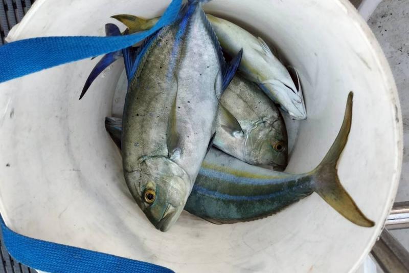 たくさん釣れました
