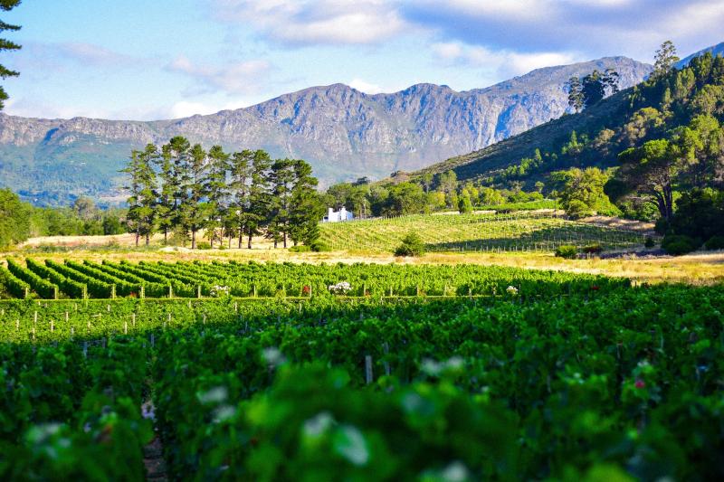●ワインランド南アフリカで最も優れたワインを生産していることで知られるエリア。美しい山々に囲まれたブドウ畑をご覧いただきながら、美味しい南アフリカワインをご堪能いただけます。ケープタウンから日帰りも可能ですが、ラグジュアリーなロッジもありますので、宿泊も可能です。時間帯によって表情を変えるワインランドの姿をパノラマビューでご覧になってみてはいかがでしょうか。