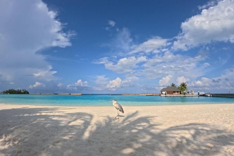 砂浜を歩いていると、大きくてきれいな鳥も、黄昏ていました