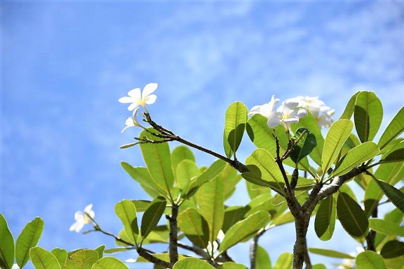 アマンダリの太陽に輝く南国の花々です