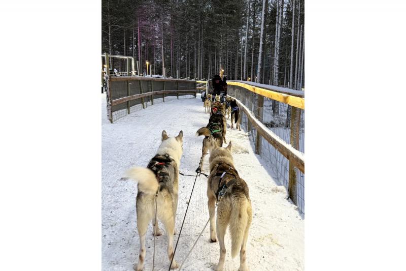 フィンランドで犬ぞり体験！