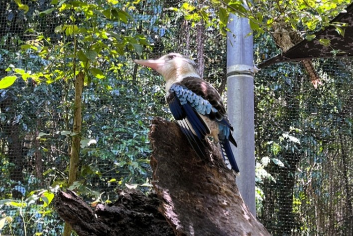 ハートリーズ動物園で見つけた美しい鳥