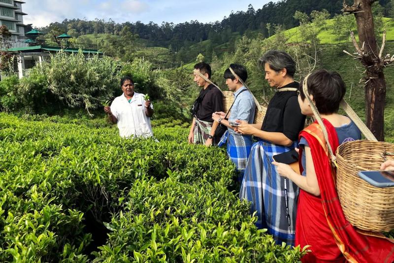 茶畑に出たら、まずは新芽の見分け方や摘み方を教えてもらいます