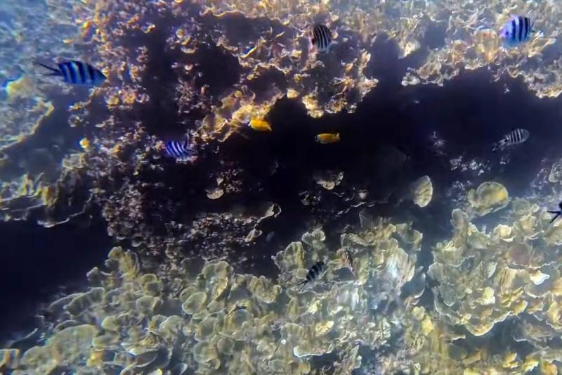 色とりどりの熱帯魚が見られます
