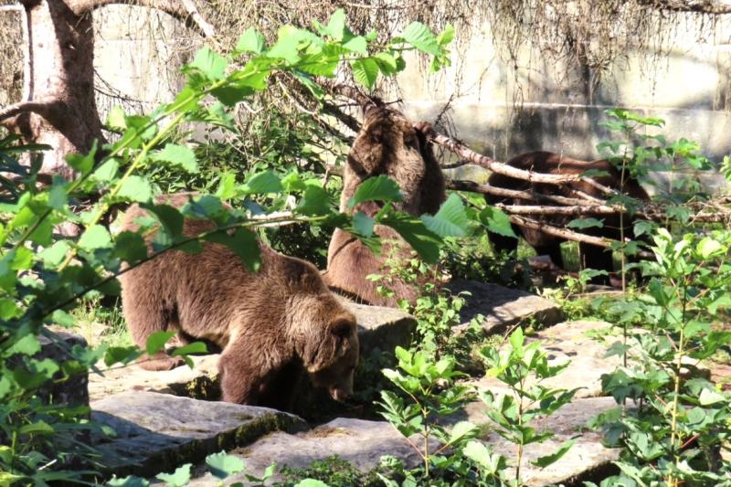 クマ公園（ベルン）