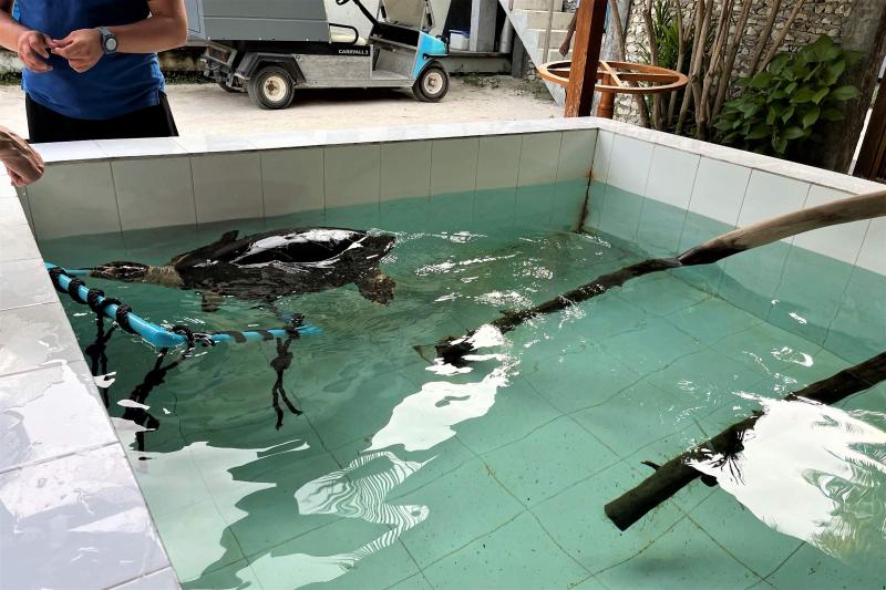 泳ぐ練習などするカメのリハビリプールです
