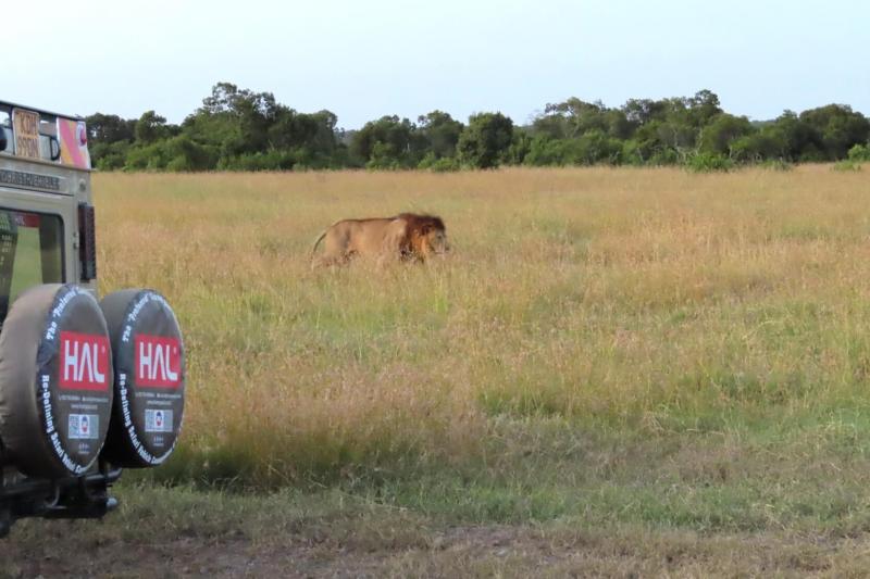 メスが仕留めた獲物を食すため、後ろをついていくオスライオン