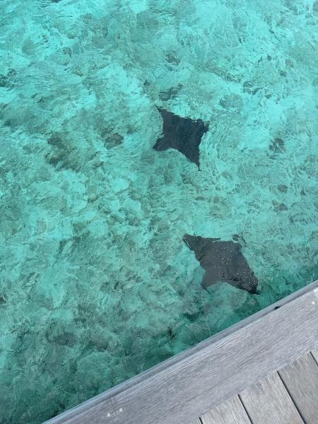 エイが泳いでいました