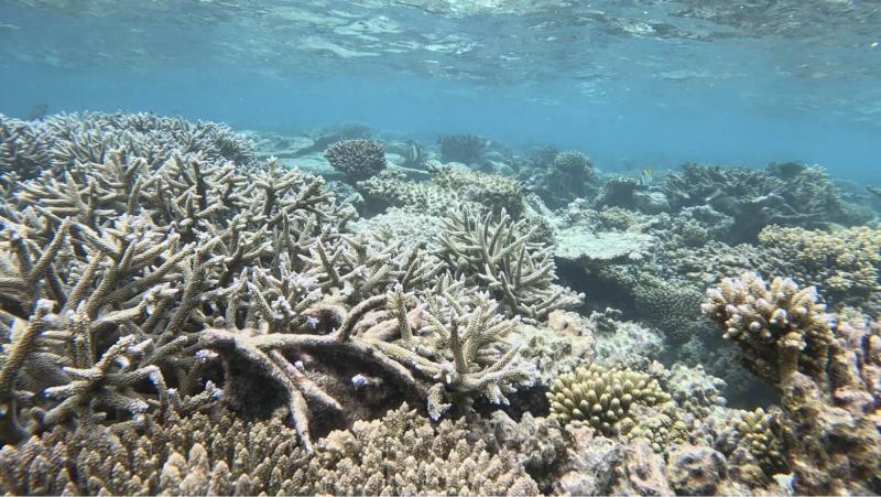 こちらも浅いところ。エダサンゴがたくさん