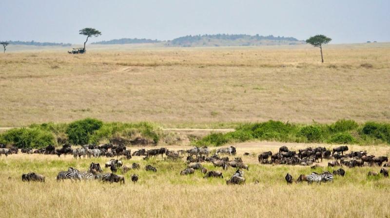 広大なサバンナに群れをなすシマウマとヌー