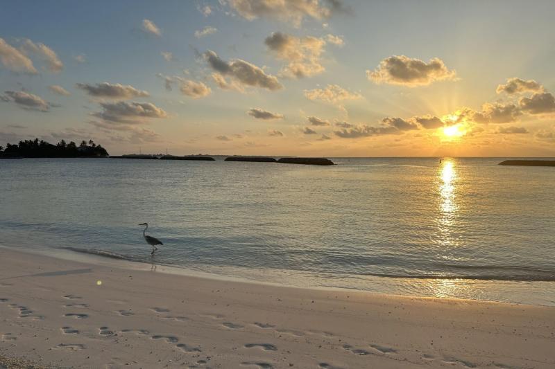 モルディブといえば！の、鳥さんと夕日