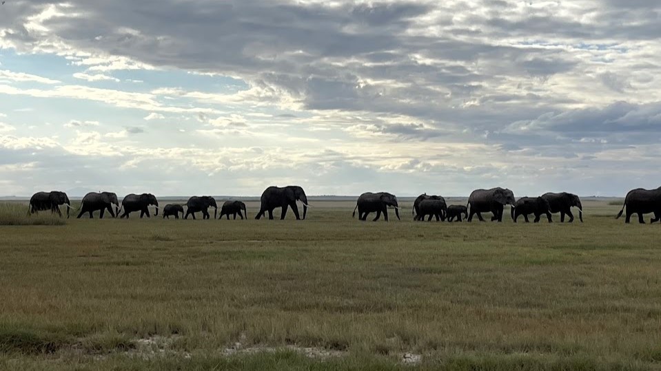 Amboseli REPORT|アンボセリ 視察ブログ