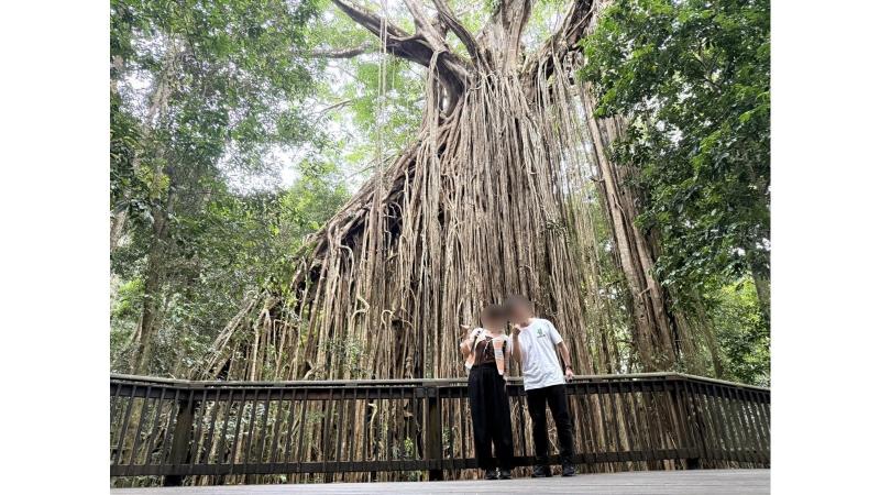 レインフォレスト（ケアンズ）