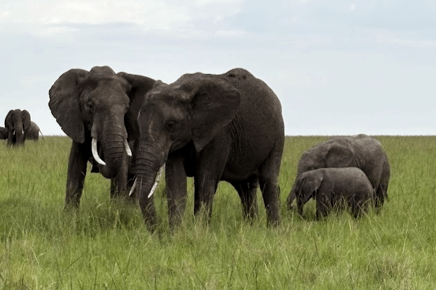 ケニアでサファリ（ゲームドライブ）体験