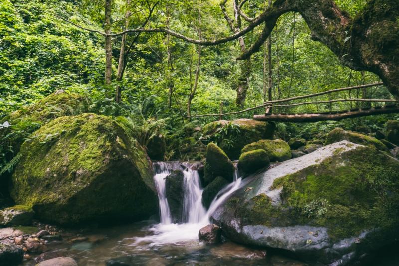 ◆コルキスの雨林・湿地群（Colchic Rainforests and Wetlands）／2021年登録黒海東岸に沿って約80kmの回廊状に連なる、7つの構成資産からなるジョージア初の自然遺産。古代から続く落葉広葉樹の雨林や湿地、泥炭地など、多様な生態系が標高2,500mを超える山地まで広がります。氷河期を生き延びた遺存種や固有種、絶滅が危惧される動植物が数多く生息しています。（写真は構成資産に含まれるムティララ国立公園）