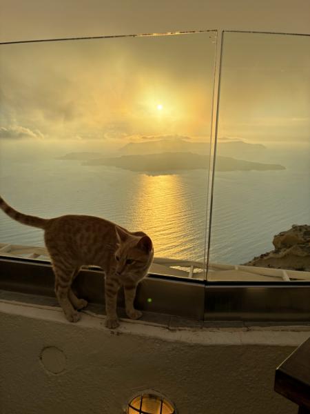 サンセットとサントリーニ島の猫ちゃん