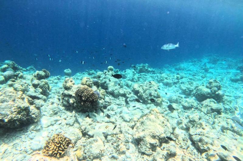 綺麗な海と魚達に思わず言葉を失います…