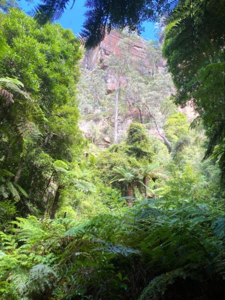 1億年以上前の太古の自然が残り、一歩踏み入れるとリアルジュラシックワールド