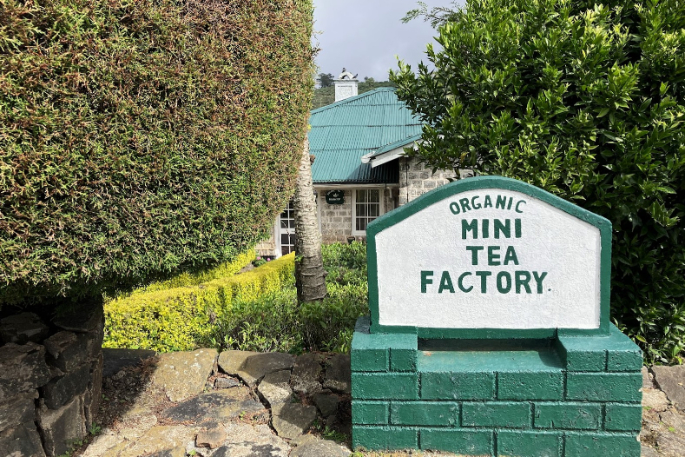 こちらがミニ ティーファクトリーです
