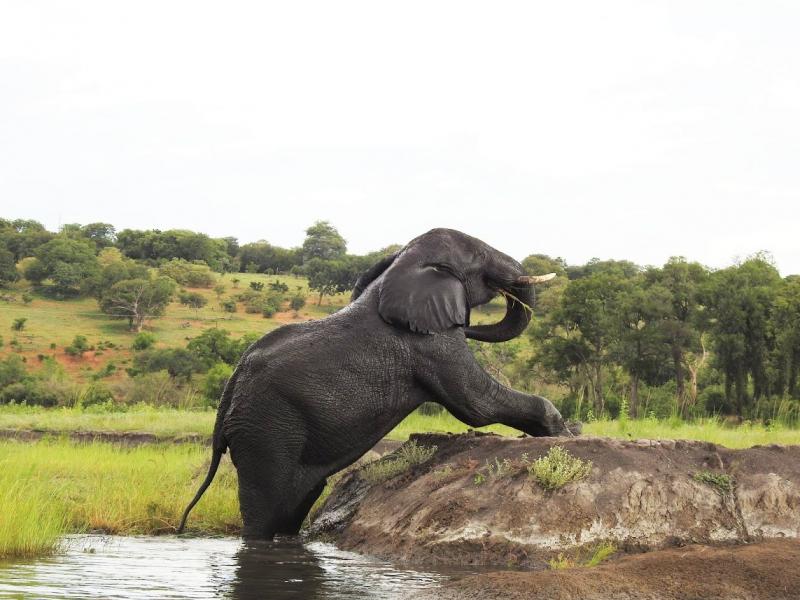 川辺にいた象。この段差を大きな体で一生懸命、乗り越える姿は圧巻！