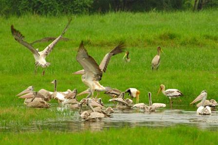 ミンネリヤ国立公園場所：スリランカ中央部おすすめの時期：6～9月。水を求めて野生動物が水辺に集まる乾季見られる生き物：ゾウ、ペリカン、シカなど　