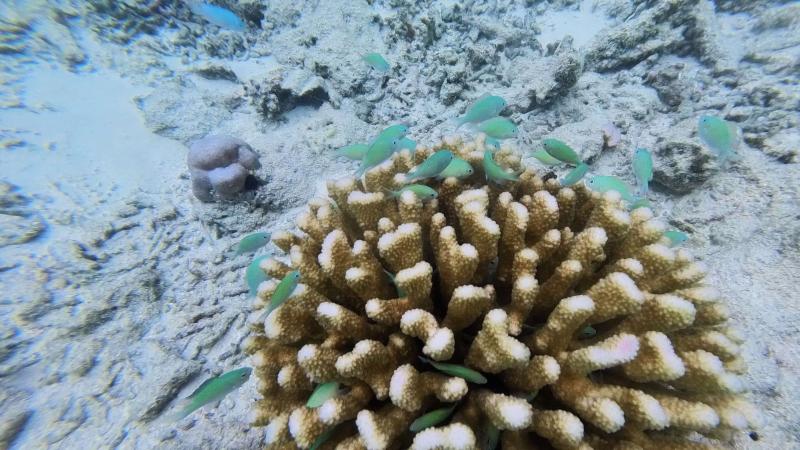 フラワリ滞在中、シュノーケリングで魚をたくさん見ました