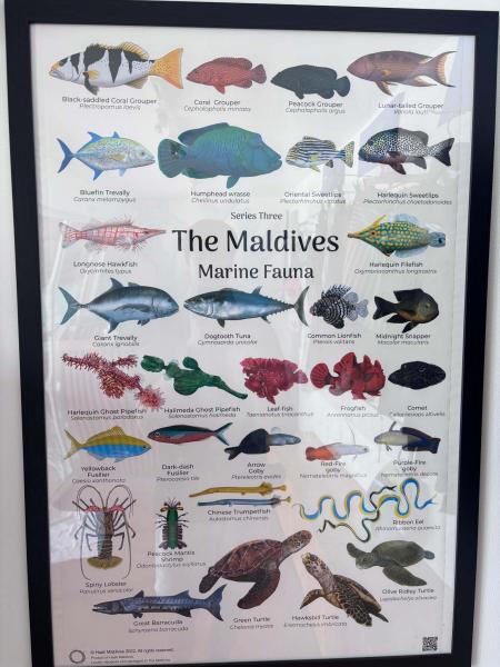 カラフルな魚たちのボード