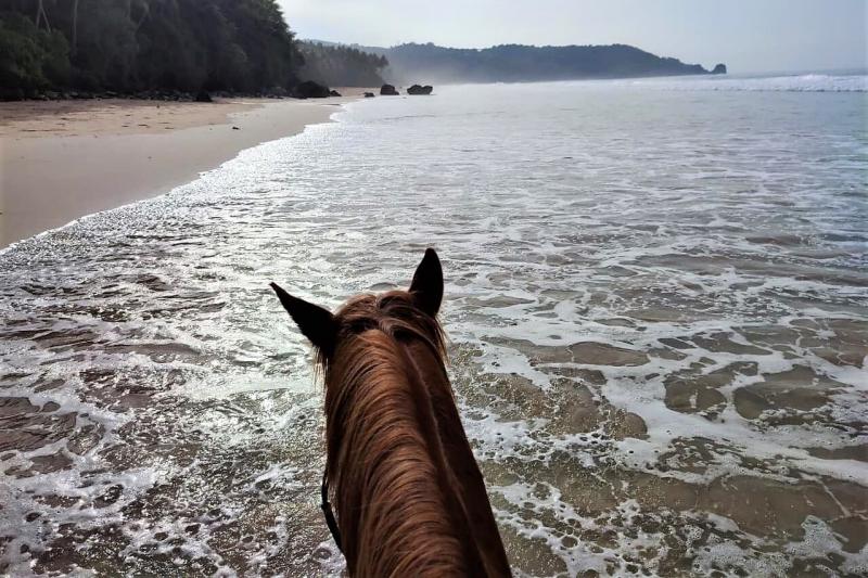 馬に乗りながらビーチを歩く貴重な体験です