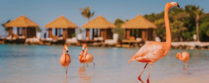 ルネサンスリゾートのフラミンゴビーチ（Photo by：Renaissance Aruba Resort＆Casino）