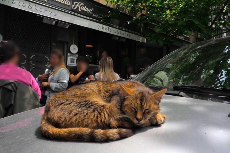 車の上でリラックスモードの猫