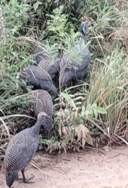 カンガとは…ホロホロ鳥のことです