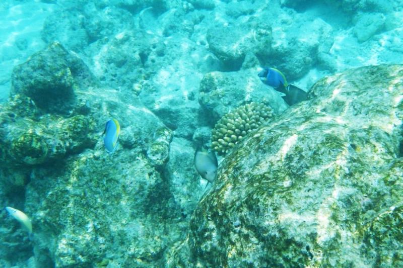 ヴィラから約20分ほど泳ぐとドロップオフ（水中の崖のような地形）があるのですが、そのあたりにはたくさんの珊瑚礁が広がり、さまざまな魚を見ることができます。シュノーケリングやダイビングトリップなどのアクティビティに参加して見に行くこともできます。