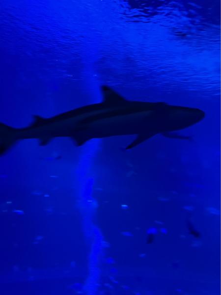 サメ達も夜は活発でした