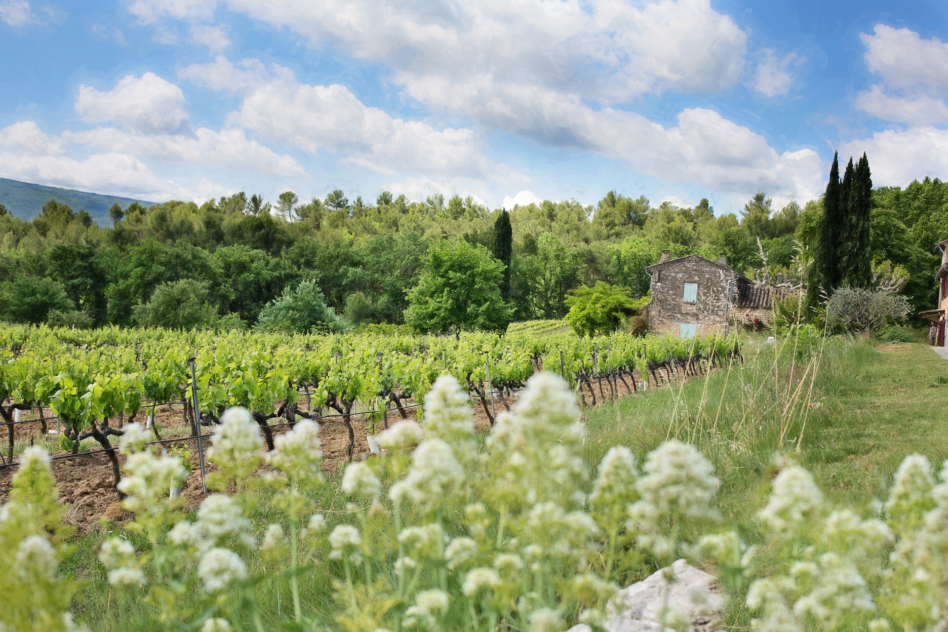 Bourgogne REPORT|ブルゴーニュ地方 視察ブログ