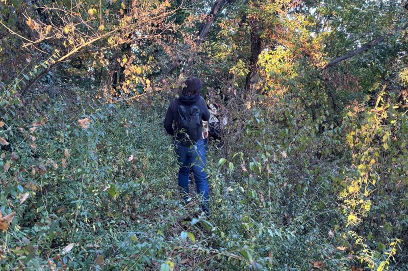 犬を追って進みます