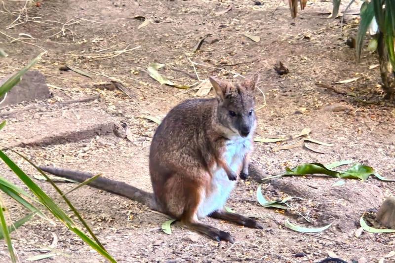 この子はカンガルーじゃなくて、ワラビー