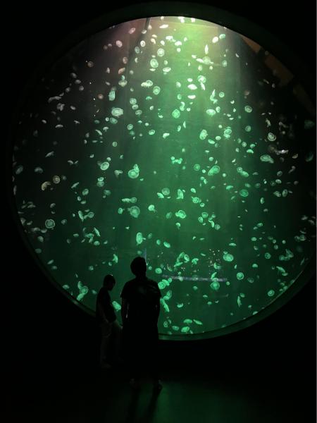 見応えのある水族館です