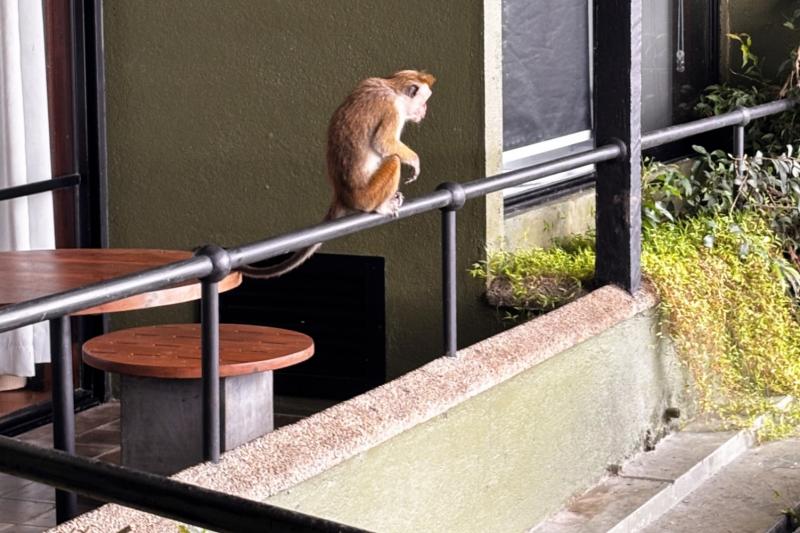 ヘリタンス カンダラマの敷地内に現れるサル