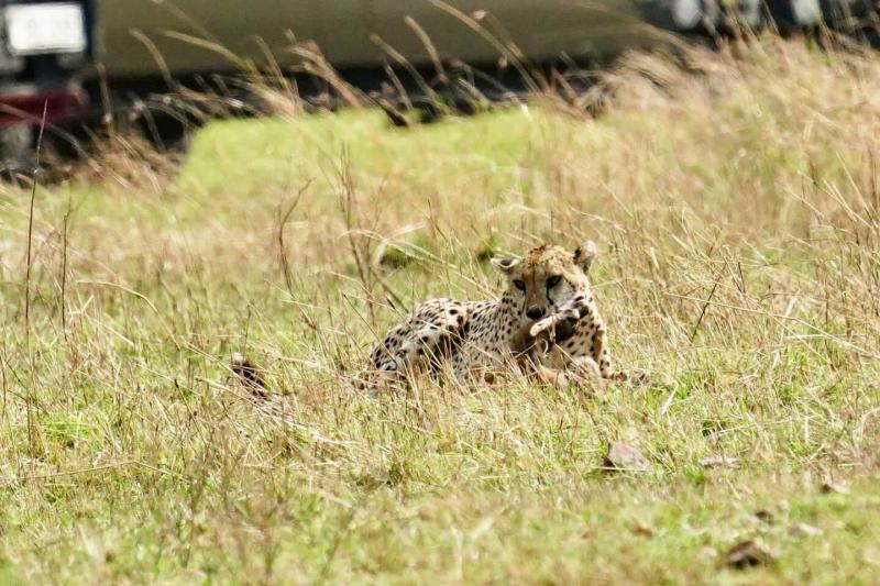 子どものガゼルを捕食したチーター。近くでは親のガゼルがその光景を見つめていました