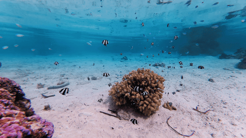 お部屋の前の海。透明度がとても高い！