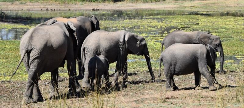 South Luangwa National Park REPORT|サウスルアングア国立公園 視察ブログ