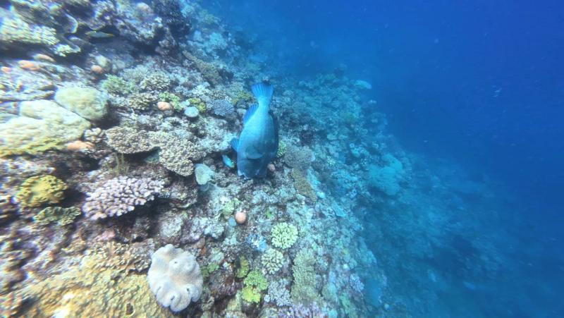 スイフト号ダイビングツアーにて。グレートバリアリーフの生き生きとしたサンゴ礁と大きなお魚！