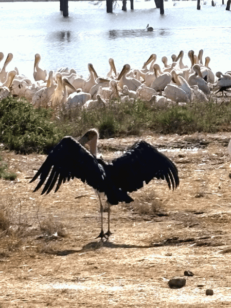 アフリカハゲコウとペリカンの群れ