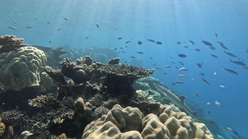 群れを撮っていたら、サメがフレームイン！