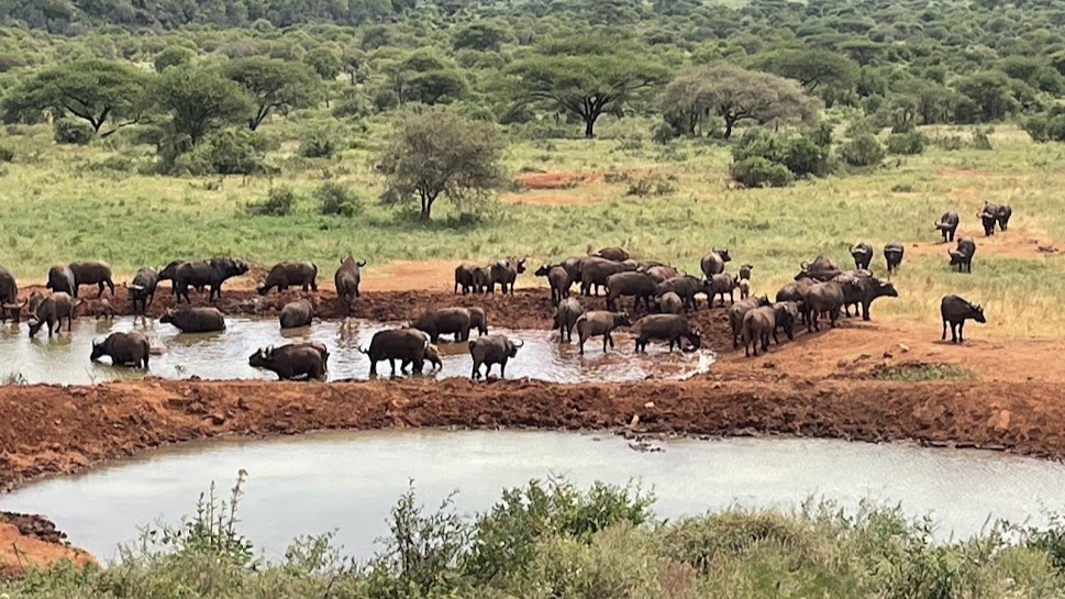 Tsavo REPORT|ツァボ 視察ブログ