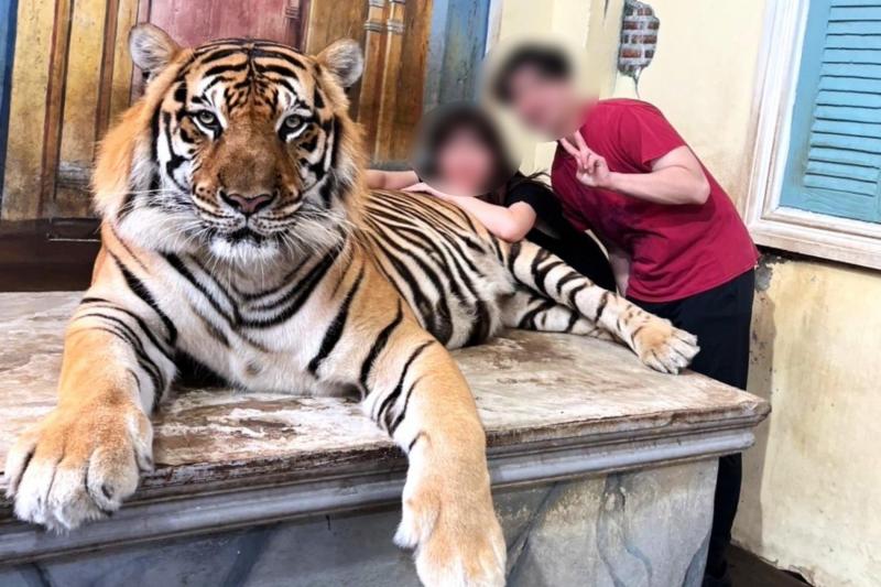 タイガーキングダム プーケットでトラと触れ合い体験