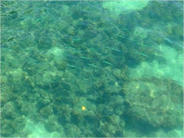 肉眼で見える珊瑚と小さなトロピカルフィッシュ